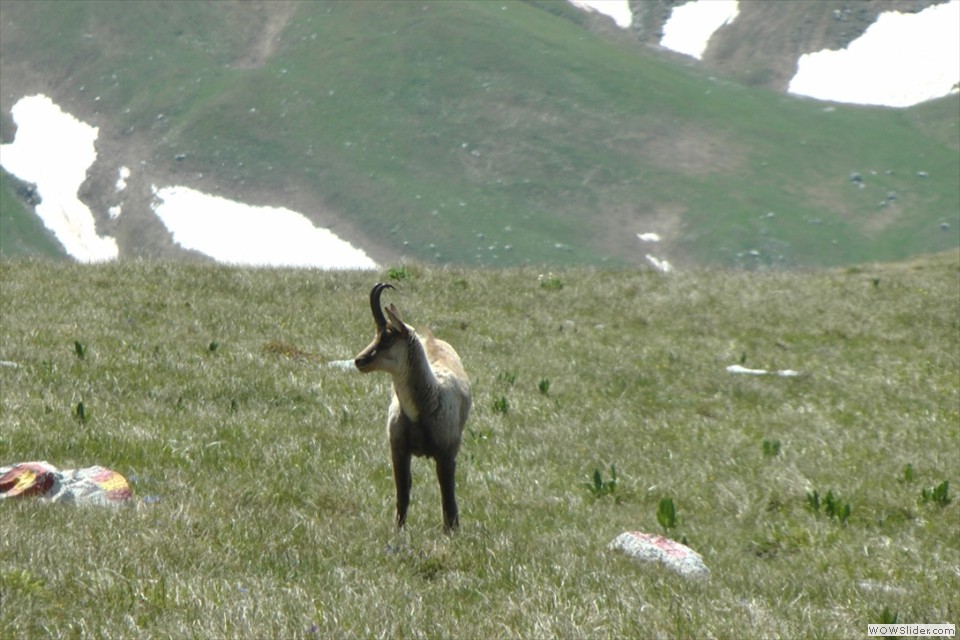 La rupicapra ornata con i segni del CAI