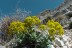Isatis allionis