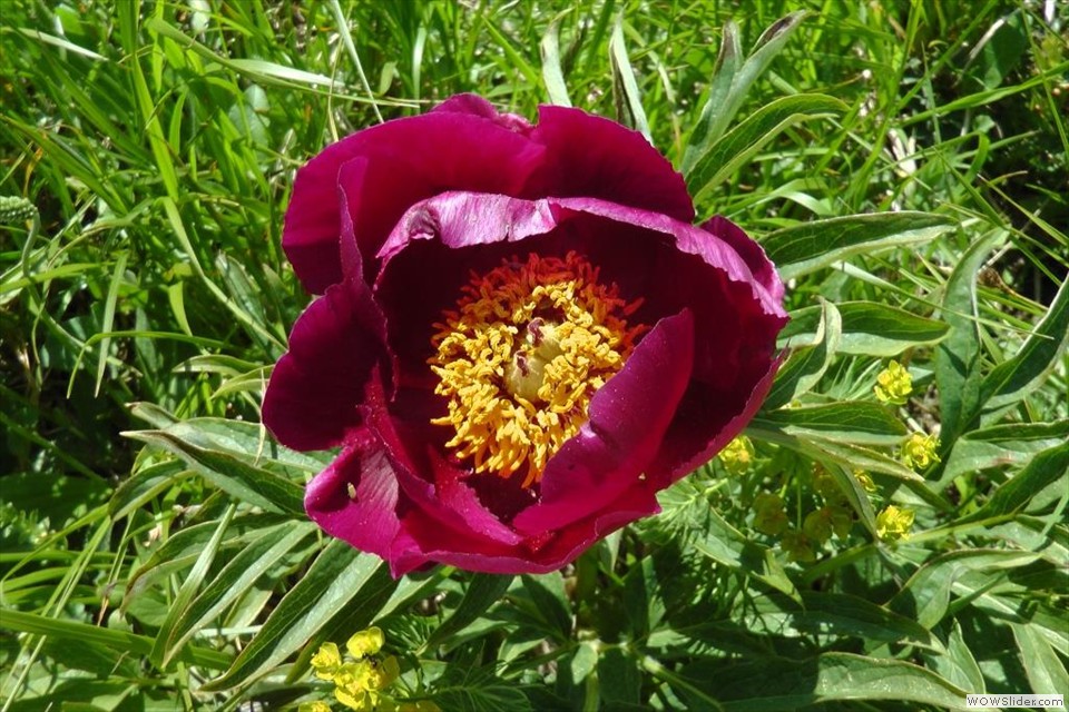 La peonia