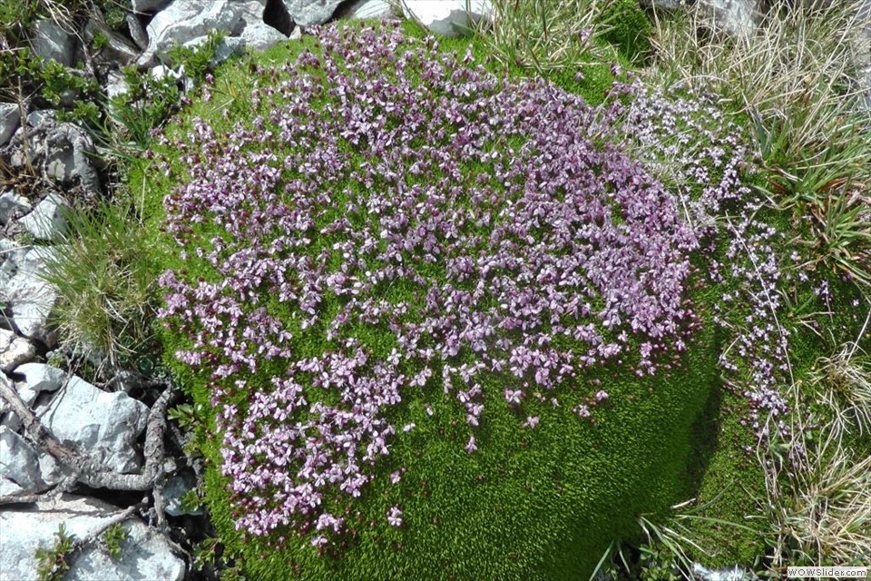 Silene acaulis