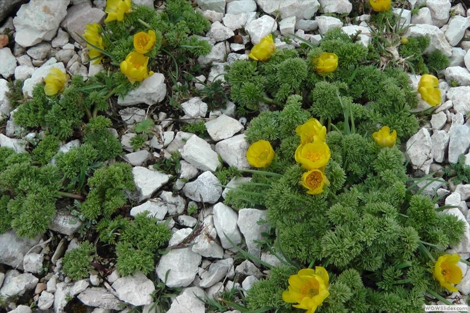 L'adonis incurvata (l'ultimo sparo)