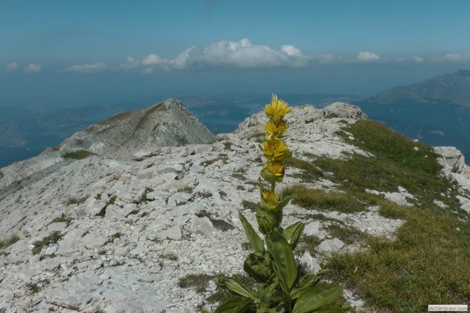 La genziana