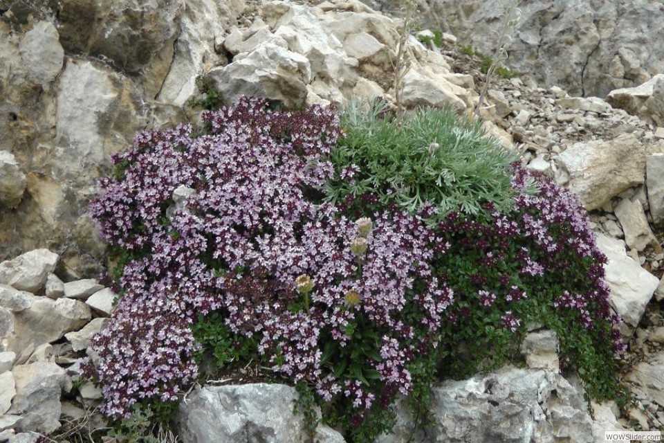 Tra saxifraghe e artemisia