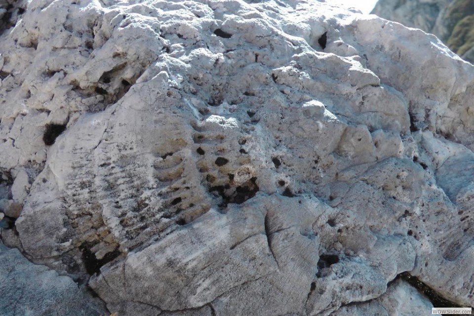 L'ultimo sparo alla barriera corallina