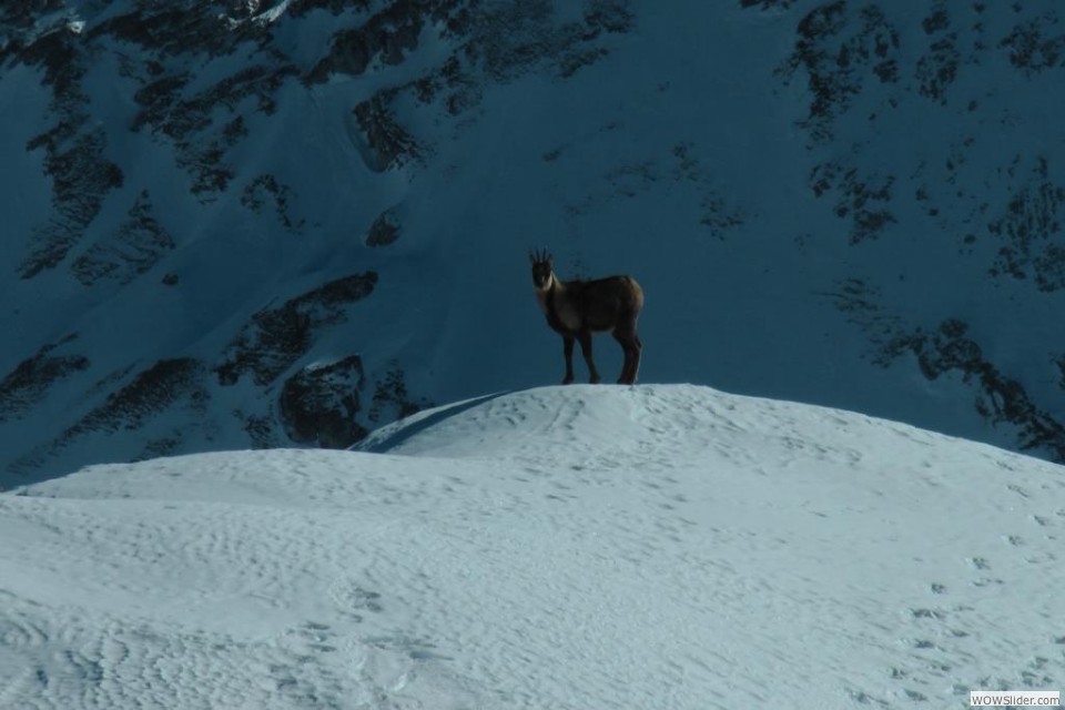 O piacevoli incontri