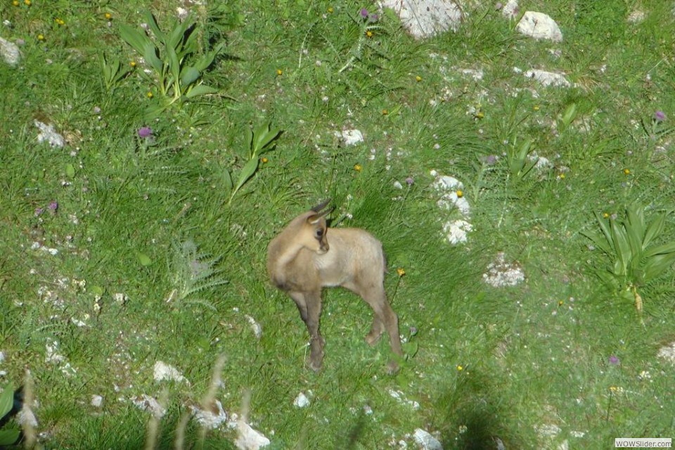 A il cucciolo