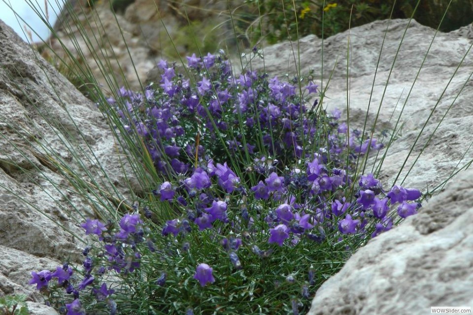 ZE la campanula