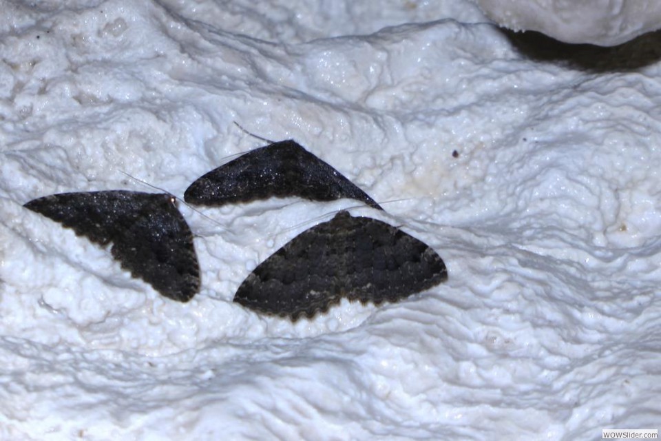 ZG Farfalle in grotta