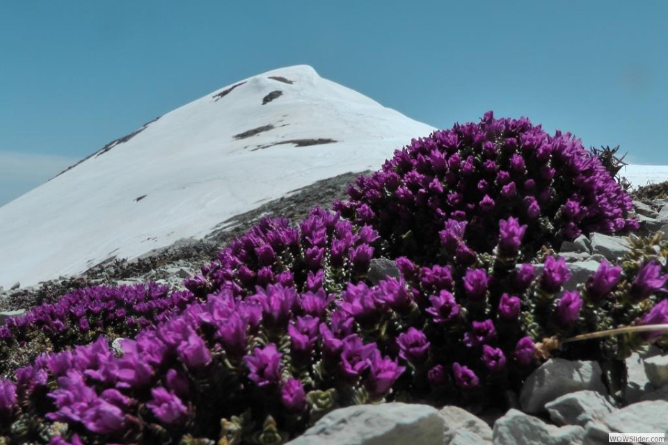 n La saxifragra e la Vetta