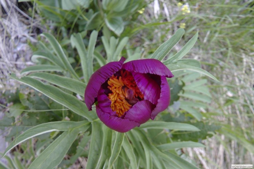 h La peonia