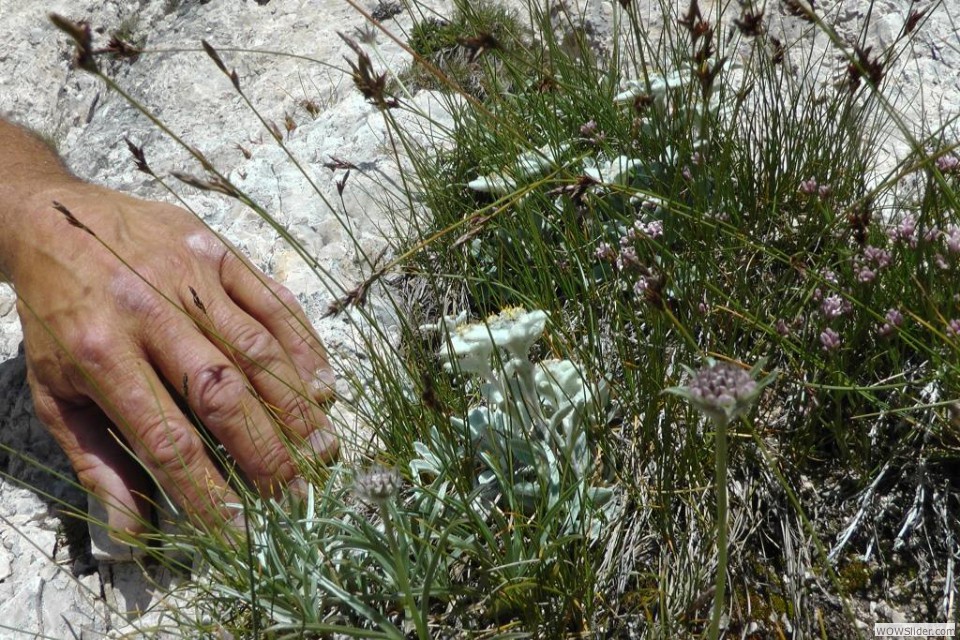 I La mano possente di Francesco a protezione del leontopodium alpinum