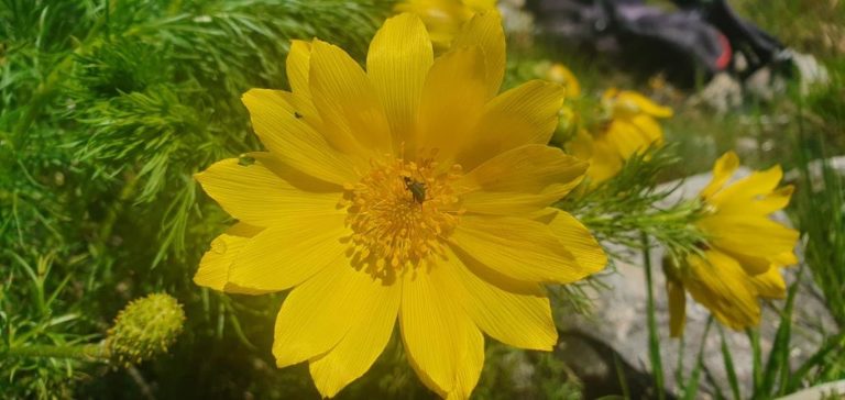 L’Adonis Vernalis: considerato un “relitto glaciale”